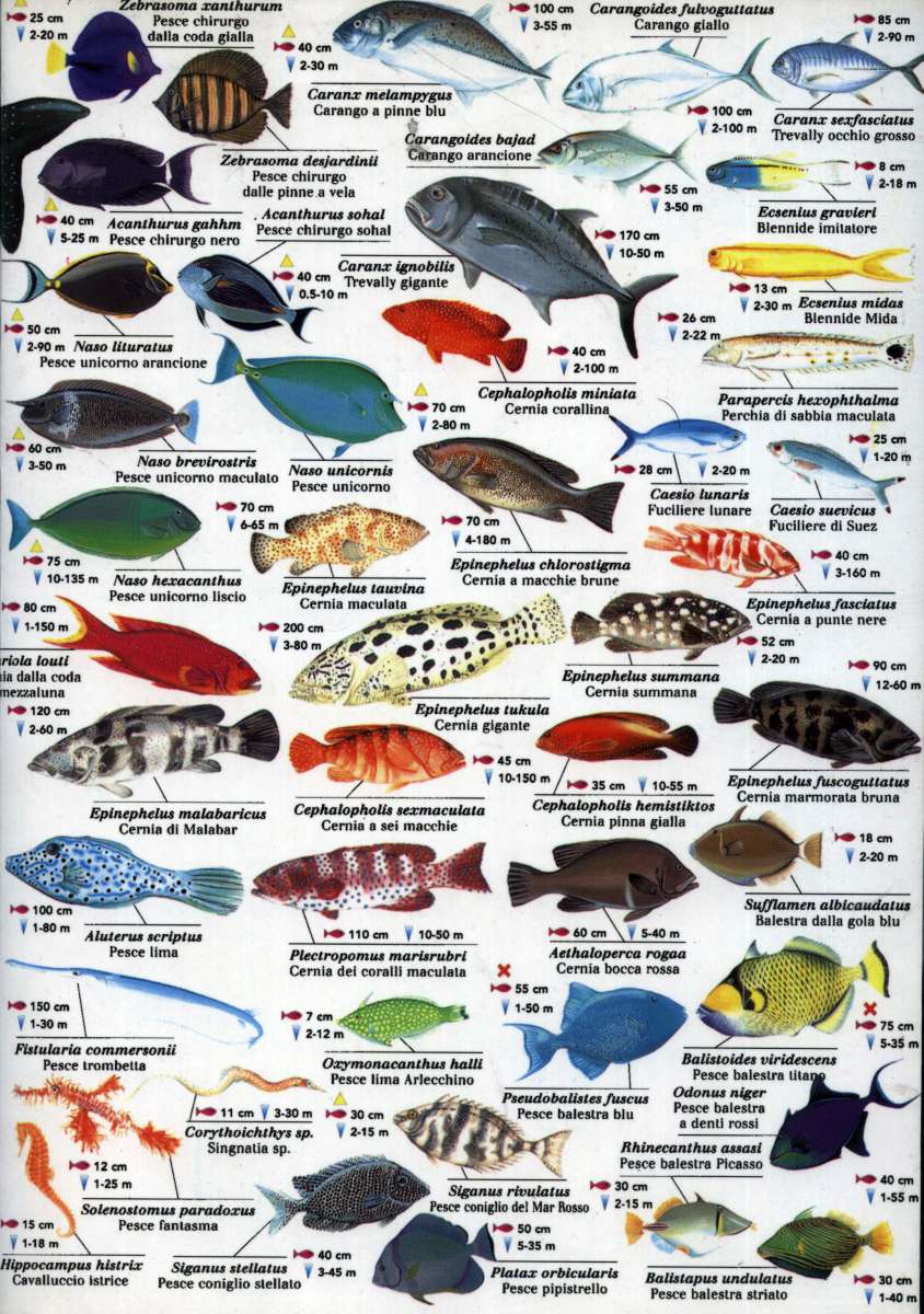 hule ihærdige morbiditet Red Sea Fish ID | Dive and Cruise