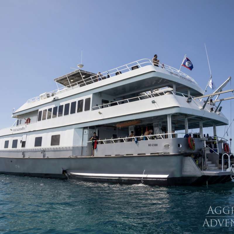 Belize Aggressor 4