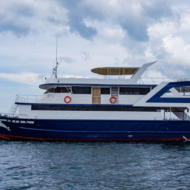 Blue Dolphin