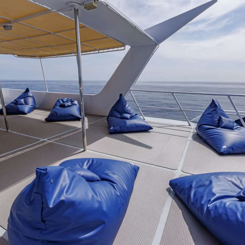 Blue Dolphin