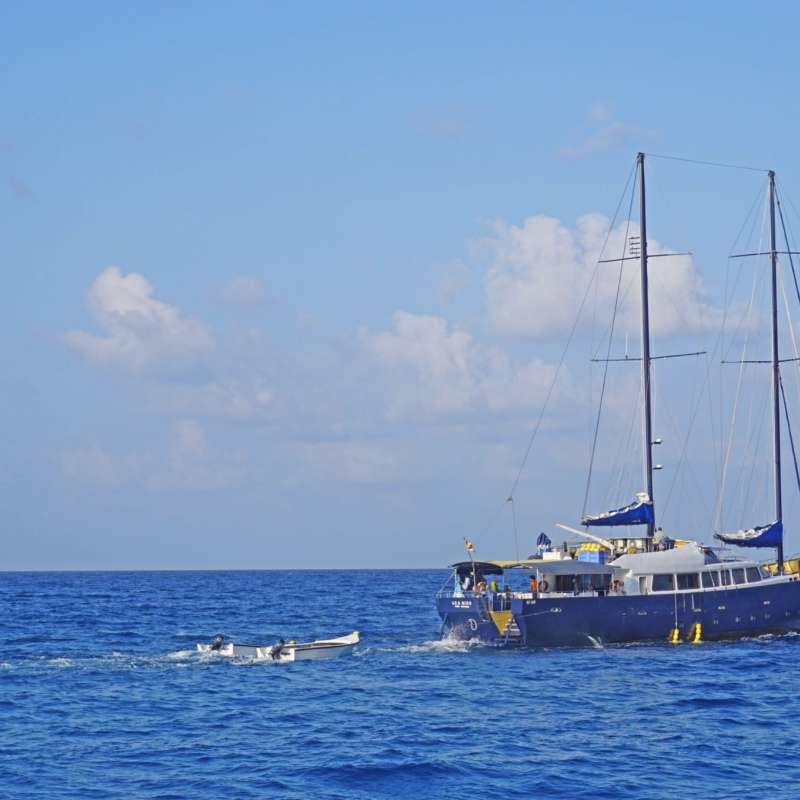 Sea Bird