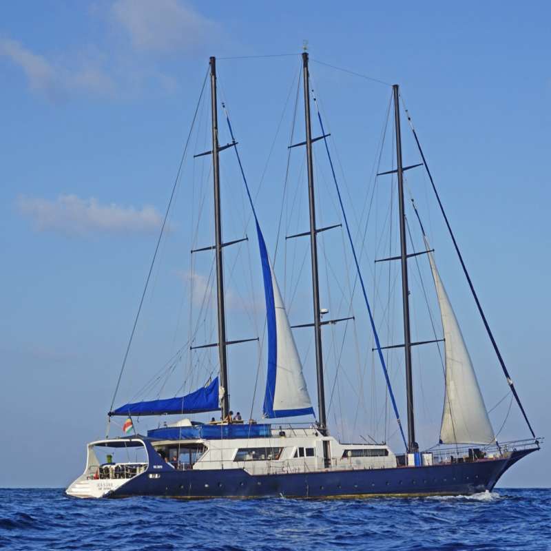 Sea Star
